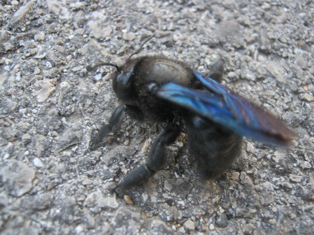 Xilocopa sp.